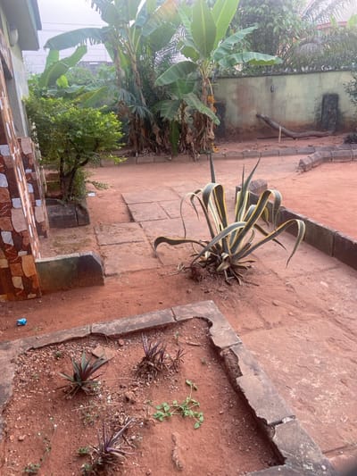 This is a shot of a garden, displaying a variety of plants. A large agave plant sits to the right, with long, curving leaves. Beside it is a concrete-edged garden bed, which houses several smaller plants and weeds. To the left, lush banana trees add a tropical vibe. Additionally, a small leafy tree and assorted greenery contribute to the space's overall appearance. The ground is primarily earth-toned, with scattered stones and tiles serving as pathways.