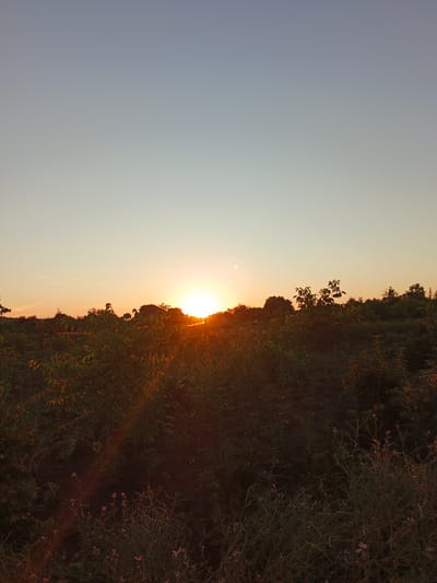 The image captures a sunset over a rural landscape in Marynivka, Ukraine. The sun, a bright, luminous orb, is low on the horizon, casting a warm, golden glow across the scene. It is partially obscured by the silhouettes of trees and foliage that form a dense, dark line across the mid-ground. The sky above transitions from a pale orange near the horizon to a soft, clear blue higher up, with a few wispy clouds visible. The foreground is dominated by dark, lush vegetation, with the setting sun's rays creating a lens flare that streaks across the left side of the image. Small, delicate flowers are scattered amongst the taller grasses and plants in the foreground. The overall impression is one of peaceful, natural beauty at the end of the day.