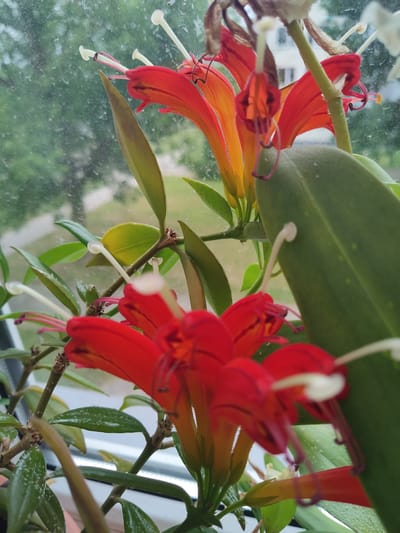 The image is a close-up, eye-level, outdoor shot of a vibrant red and orange tubular flower plant with green leaves, positioned near a window. The plant is in focus, with the background appearing blurred and out of focus, suggesting a shallow depth of field. The window glass has visible water droplets, indicating it might be raining or recently rained. The blurred background shows glimpses of green foliage and what appears to be a building with windows. No people are present in the image. The scene is domestic, possibly a windowsill garden, and does not provide any specific clues about the city of Rezekne, Latvia.