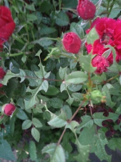A close-up, outdoor shot shows several red rose buds and one partially open rose against a backdrop of green leaves. The petals of the roses appear wet, suggesting recent rain or dew. The leaves are varied in shape and size, with some exhibiting serrated edges. The overall lighting is soft and diffused, hinting at overcast conditions. The scene appears to be in a garden setting, possibly in Usman, Russia, given the provided context. There are no people or visible actions taking place.