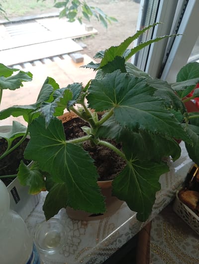 A close-up, eye-level shot shows a potted begonia plant on a windowsill in what appears to be a residential setting. The plant has large, dark green, velvety leaves with serrated edges and prominent veins. The pot is a light brown, circular planter filled with dark soil. To the left of the plant, a white plastic container with text, possibly a plant tag, is visible. In the foreground, a small glass dish contains a small amount of clear liquid. Further to the left, the shoulder and cap of a white plastic bottle are visible. The background includes a window with a view of what seems to be an outdoor area with wooden structures. The scene suggests an indoor environment with a view of the outdoors, possibly in the city of Novodesyatnikovo, Russia.