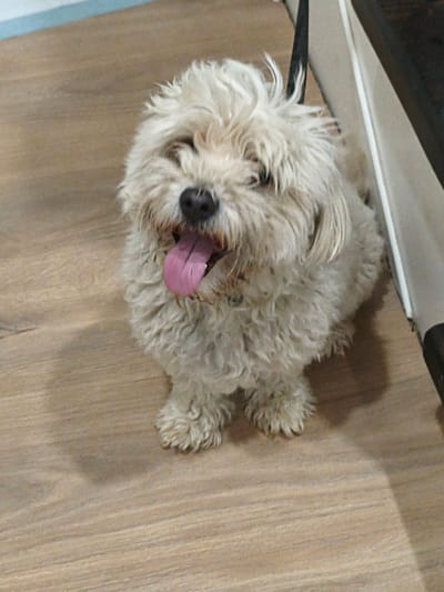 A fluffy, light-colored dog with its tongue hanging out sits on a wooden floor. The dog is facing forward, and its fur is somewhat matted. The background shows a light-colored wall with a dark object to the right, possibly part of furniture or a structure. The floor appears to be made of wooden planks. There is no indication of the city of Қосшы, Kazakhstan within the image itself.