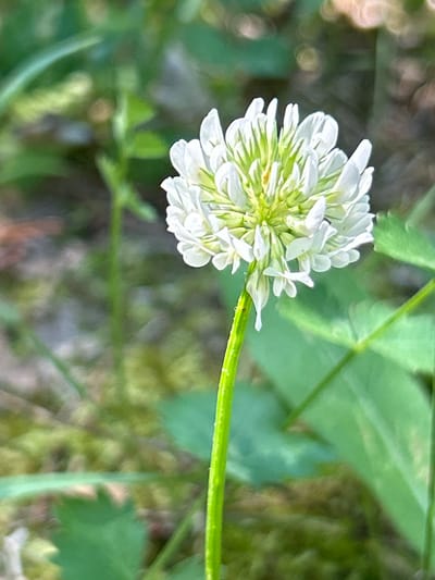 A single white clover flower, with a green stem, is in focus against a blurred green background. The background consists of foliage and what appears to be mossy ground. The lighting suggests it is daytime, possibly overcast or in shade, as there are no harsh shadows. The image is a close-up shot, emphasizing the delicate structure of the flower. There are no people or man-made objects visible in the scene. The environment appears to be a natural, possibly wild, setting. The location in Tyunovo, Russia, is not visually discernable from the image itself.