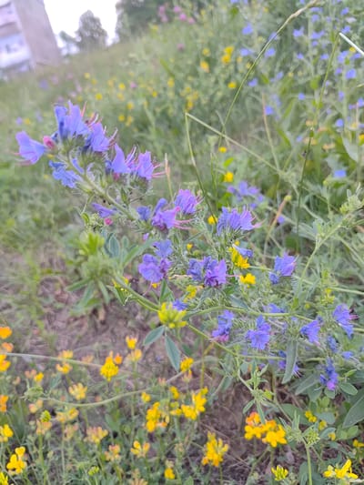 This media file shows a close-up, low-angle view of wildflowers growing in a natural setting, likely a field or meadow, in Saransk, Russia. The dominant subjects are clusters of vibrant blue and purple flowers with delicate pink pistils, interspersed with small yellow blossoms. The flowers are on slender, green stems, surrounded by foliage. The background is a soft blur of more greenery, with hints of dry earth and scattered pebbles suggesting the ground.

The lighting is bright, indicating it is daytime, possibly late morning or afternoon, under clear or partly cloudy skies given the overall brightness and lack of harsh shadows. There are no people or man-made objects prominently featured, though a very blurry, out-of-focus building and some trees are faintly visible in the far upper left corner. The focus is entirely on the botanical details of the wild flora. The scene evokes a feeling of natural beauty and tranquility. No text is visible in the media file.