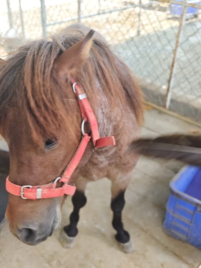 A brown pony stands on a concrete surface, wearing a red halter. The pony's mane is long and brown, and its tail is blurred as it moves. In the background, a white fence encloses the area, and a blue plastic container is visible to the right. The scene appears to be an outdoor enclosure, possibly a stable or a farm, located in Phước Hải, Vietnam. The lighting suggests it is daytime, with natural sunlight illuminating the pony and its surroundings. The focus is primarily on the pony's head and upper body.