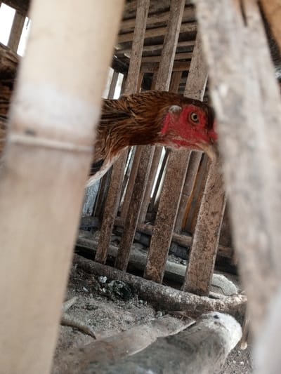 This image, captured in Limbangan Sari, Indonesia, displays a brown and black feathered chicken contained within a rustic wooden slatted enclosure. The chicken's head, featuring prominent red facial skin and a dark eye, is visible in profile, facing towards the right side of the frame. Its body is partially obscured by the foreground and the cage structure. The enclosure consists of weathered, unpainted wooden slats, some arranged vertically and others horizontally, exhibiting dirt and wear. The ground inside the cage is composed of exposed earth mixed with debris, including dark patches of what appears to be organic matter or waste. Two out-of-focus, light-colored vertical elements flank the foreground, partially obscuring the view of the cage.
