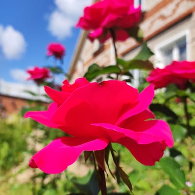 This is a close-up, eye-level, outdoor photograph taken in Navoloki, Russia. The foreground is dominated by a vibrant, large, pink rose in sharp focus, with its petals unfurling. Behind the rose, there are other pink roses, slightly out of focus, suggesting a garden setting. The background shows a building with red brick and white window frames, also blurred. The sky above is a bright blue with scattered white clouds. Green foliage and other plants are visible in the mid-ground and background, adding to the garden atmosphere. There are no people or animals in the image. The lighting suggests it is a sunny day.