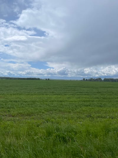 The image depicts a rural scene near Петрово, Russia. A large green field dominates the right half of the image. The left half of the image shows a sky with a mix of white, puffy clouds and patches of blue sky. A line of trees separates the field from the sky. The photograph appears to have been taken on a clear day with good visibility. No people, subjects or objects are visible in the field.