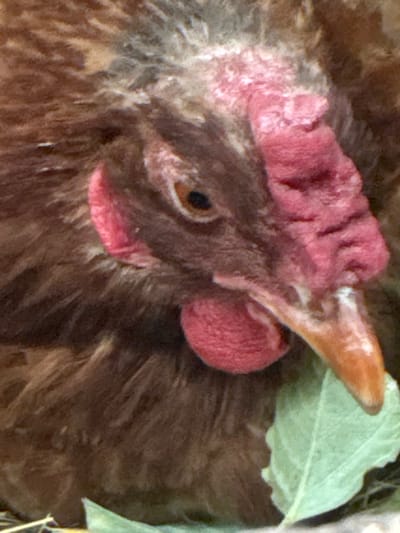This is a close-up, overhead shot of the head of a brown chicken. The chicken has a distinctive red comb on its head and a red wattle hanging from its chin. Its eye is visible, appearing dark and alert. The chicken's beak is a light brown or tan color. To the right of the chicken's head, a portion of a light green leaf is visible. The background is out of focus and appears to be a mixture of brown and grey textures, possibly representing straw or a nesting material. The lighting suggests it could be daytime, but there are no specific cues to indicate the time of day or weather. The image does not contain any visible text. The context provided indicates the location as Heniivka, Ukraine.