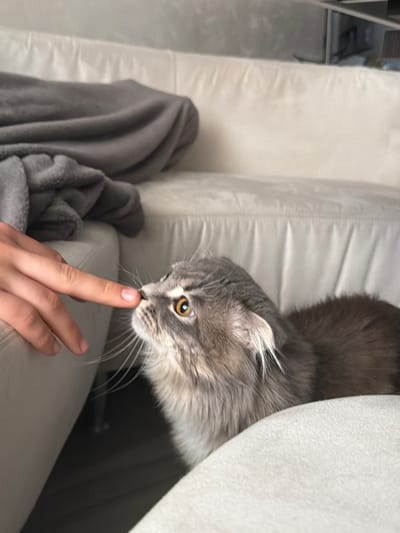An individual's finger lightly touches a grey and white cat's nose. The cat has prominent whiskers and amber-colored eyes, and its ears are slightly folded back. The cat is resting on a light-colored sofa. A grey blanket is draped over the back of the sofa. The scene is indoors, likely in a residential setting. The image does not provide any information about the location in the city of Vovchynets, Ukraine.