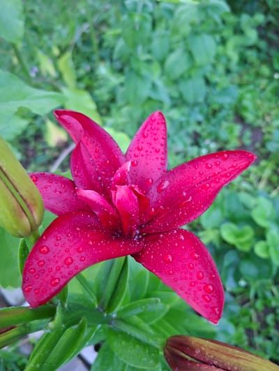 A close-up, vertical, high-angle shot captures a vibrant, dark pink lily flower with dew drops scattered across its petals. The flower is in full bloom and its petals are unfurled, revealing its intricate structure. To the left of the lily, a green, unopened bud is visible, and a similar bud is present at the bottom right of the image. The background is a blur of green foliage, suggesting an outdoor setting with lush vegetation. The lighting is soft, possibly indicating an overcast day or early morning. The image was taken in the village of Olshanka, Kirov Oblast, Russia.