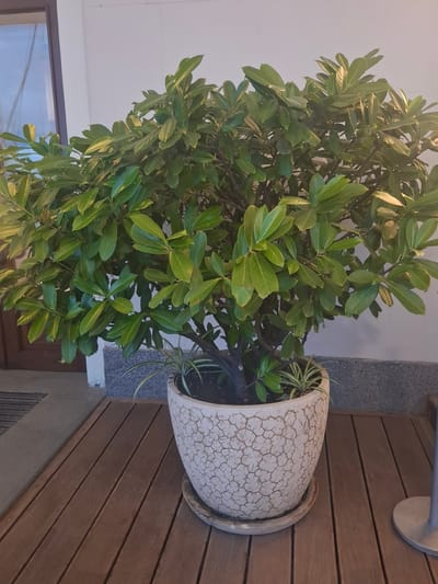An outdoor potted plant, identified as likely a Laurel or a similar shrub, stands on a wooden deck. The plant is full and lush, with dark green, glossy leaves and a sturdy brown trunk. It is housed in a textured, light-colored ceramic pot with a decorative crackle glaze pattern. A matching saucer sits beneath the pot. Peeking out from the base of the main plant are a few strappy-leaved smaller plants, possibly spider plants. The wooden deck is composed of parallel planks laid horizontally across the frame. To the left of the plant, a doorway with a dark frame and glass is visible, along with a doormat. Behind the plant and to the right, a textured, light-colored wall is present, with a darker band of material below it. The scene suggests an outdoor space, potentially a balcony, patio, or entranceway. There are no people visible in the image. The lighting suggests it is daytime. The image does not provide any specific details that would allow for its location to be identified as Chvizhepse, Russia.