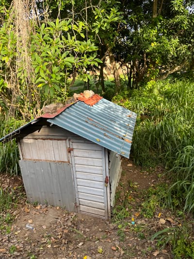 A dilapidated, small shed constructed from corrugated metal sheets stands amidst dense green foliage in Kalutara, Sri Lanka. The shed's roof is a patchwork of faded blue corrugated metal and orange tile, topped with several large stones that appear to be holding down loose sections. The walls are a mix of silver corrugated metal and lighter colored, possibly wooden, paneling. A single door, also made of corrugated metal, is visible on the front of the shed and appears to have a red latch. The shed is situated on uneven, earthy ground covered in dry leaves and small plants. Tall, lush green grass and trees form a dense backdrop, suggesting a rural or overgrown urban environment. The lighting indicates it is daytime, with sunlight casting shadows. There are no people or animals visible in the image. The scene is one of disrepair and natural overgrowth.