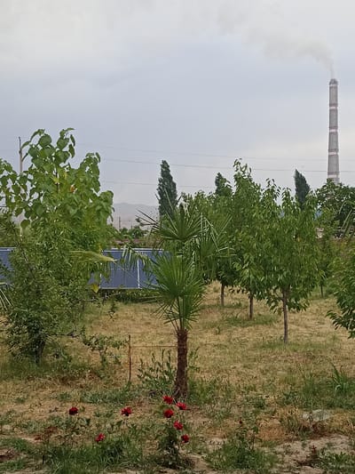 In the city of Nurabad, Uzbekistan, a view presents a large industrial chimney emitting smoke into a cloudy sky. In the foreground, a variety of trees are visible, including palm trees, and a cluster of red roses. Behind the trees, solar panels are arranged in rows. The ground is covered in dry grass and scattered vegetation. The overall scene suggests a mixed landscape of industry and nature.