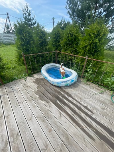 An eye-level shot captures a dog playing in a kiddie pool on a wooden deck. The dog, a short-haired terrier mix with brown and white markings, stands in the shallow blue water, holding a green ball in its mouth. The inflatable pool, decorated with fish patterns, is positioned near a metal railing that separates the deck from a grassy area. Behind the railing, lush green foliage and trees form a backdrop. The wooden deck, showing signs of wear and dampness, reflects the sunlight. The scene is set in an outdoor, possibly backyard, environment, with a clear blue sky dotted with white clouds visible above. The location is identified as Bol'shoe Zaborod'e, Russia.