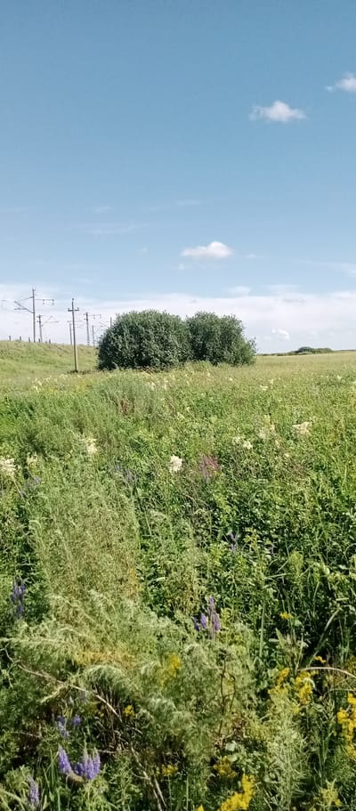 The image depicts a wide, grassy field under a clear blue sky with scattered white clouds. In the foreground, lush green grass and various wildflowers, including purple lupine and yellow blossoms, dominate the scene. In the middle ground, two large, rounded bushes stand prominently. Behind the bushes, a gentle slope rises, lined with more vegetation. Further in the background, several tall utility poles with electrical wires are visible, suggesting proximity to infrastructure. The horizon is flat, with more fields and distant bushes. The overall impression is one of a rural or semi-rural landscape on a sunny day. The location is specified as Marinovka, Kazakhstan.