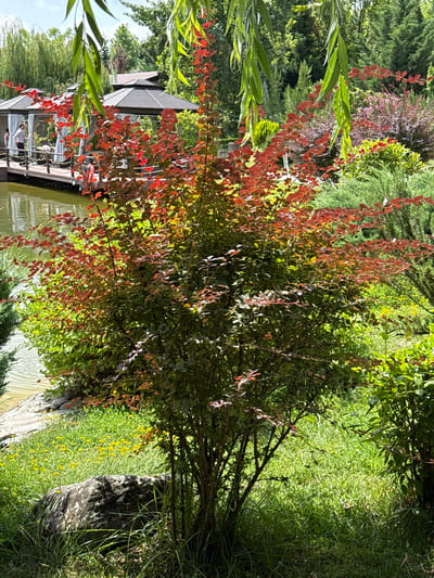 The image depicts a lush, green garden setting with a pond in the foreground. A prominent, multi-branched bush with red and green leaves stands in the center of the frame. To the left, the pond is bordered by a wooden walkway with several gazebo-like structures covered in white curtains, suggesting an outdoor seating or event area. Two individuals, one in a light-colored shirt, are visible on the walkway. The background is filled with dense foliage, including trees and various shrubs, creating a natural and serene atmosphere. The scene appears to be a tranquil park or recreational area, possibly within the city of Mirikənd, Azerbaijan, given the provided context.