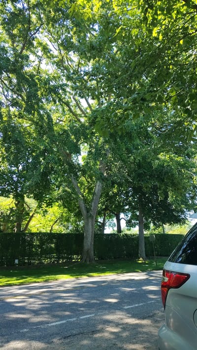 A silver SUV is parked on the side of a paved road in Bridgehampton, United States of America. The SUV is partially visible, with its rear taillight and part of its body in the foreground. The road has white dashed lines marking the lanes. Sunlight filters through the dense green foliage of several large trees, casting dappled shadows on the asphalt. Behind the road, a neatly trimmed green hedge forms a barrier. Beyond the hedge, more trees and some buildings are visible. The sky is bright, indicating it is daytime.
