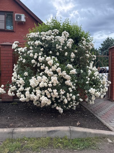 The image depicts a lush, mature white rose bush overflowing onto a brick walkway and garden bed adjacent to a brick building. The building has a window and an air conditioning unit visible. A section of a metal fence is also visible behind the bush. The garden bed borders a concrete curb with grass beyond. The sky is overcast. The location is identified as Yuzhny, Russia.