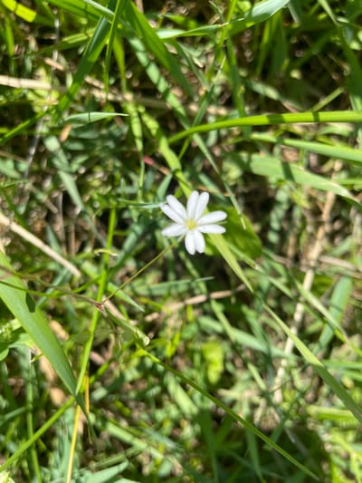 A single, small white flower with yellow at its center is blooming amidst green grass in an outdoor setting. The flower appears delicate with its five petals. The surrounding environment is predominantly green, suggesting a grassy area possibly in a park or garden. The lighting indicates it is daytime, with sunlight filtering through the grass, creating some areas of light and shadow. The image was captured on a sunny day. The location is identified as Tervolovo, Russia.