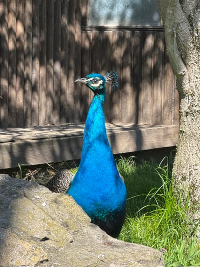A close-up, angled shot shows a vibrant blue peacock with a distinctive crest, its head positioned towards a weathered wooden structure. The peacock appears to be near some greenery and a rough stone formation. The location is Kalimantsi, Bulgaria.
