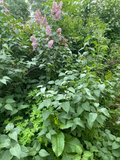 The image shows a dense, overgrown garden or park area in Yuzhno-Sakhalinsk, Russia, featuring abundant green foliage and blooming lilac bushes. The lilacs, in shades of pale pink and lavender, are clustered in large panicles and are the most prominent flowering elements. The leaves of the lilac bushes are a vibrant green, and many are speckled with water droplets, suggesting recent rain or dew. Beneath the lilacs, a variety of other leafy green plants fill the lower portion of the frame, creating a layered and textured effect. The overall impression is one of lush, natural growth, likely in a temperate climate. The background, partially visible, suggests the presence of trees and possibly a building, indicating an urban or suburban setting. No people or animals are visible in the scene.