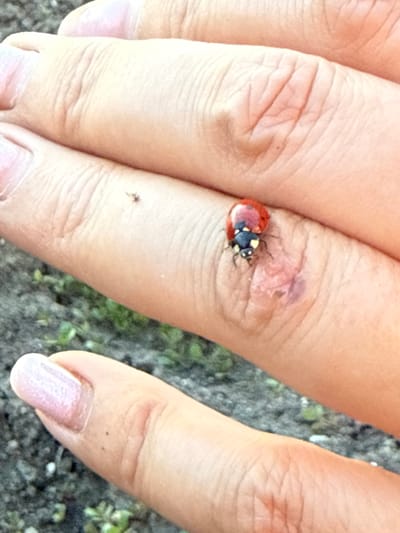 The image shows a close-up view of a person's hand with a ladybug on one of their fingers. The hand is light-skinned with visible wrinkles and some small imperfections. The ladybug is red with black spots and is positioned on the knuckle of a finger. A small patch of skin that appears slightly irritated or bruised is also visible near the ladybug. The background is out of focus, showing ground with some green vegetation, suggesting an outdoor setting. The lighting indicates it might be daytime. The image does not provide any specific information about the location in Marinka, Bulgaria.