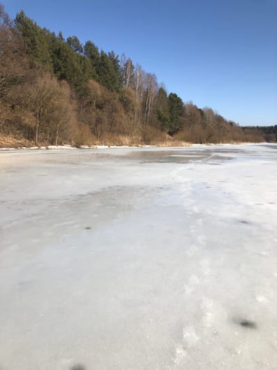 The image depicts a frozen body of water, likely a lake or wide river, located in Сапоцкінскі сельскі Савет, Belarus, under a clear, cloudless blue sky. The foreground and midground are covered by a vast expanse of ice, exhibiting variations in texture from smooth, reflective areas to more granular, snow-dusted patches. A clear set of human footprints traverses the ice from the lower right towards the center-right, heading towards the distant shoreline. Several small, dark, circular depressions or holes are present on the ice surface. The background features a sloping shoreline dominated by dense vegetation. A mixed forest of mature coniferous trees (dark green) and leafless deciduous trees (brown and grey branches, including some with white bark typical of birches) covers the hillside. Along the immediate edge of the ice, patches of dry, light brown reeds and some residual snow are visible. No individuals, animals, or specific objects beyond the described environmental elements are discernible.