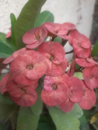 A close-up photograph shows a cluster of reddish-pink Crown of Thorns flowers (Euphorbia milii) with green leaves. The flowers are the focal point and appear to be in a garden or potted plant setting. The background is slightly blurred, indicating a shallow depth of field. Given the prevalence of this plant in Egypt, it is possible that the photograph was taken in Cairo, Egypt, but there are no identifying features in the image to confirm the location.