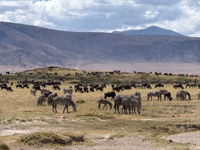 The image displays a vast, open grassland savanna located in the city of Mti Mmoja, Tanzania. A large, mixed herd of approximately one hundred or more zebras and wildebeest is spread across the midground and background, actively grazing on the sparse, yellowish-brown and green patches of grass. Individual animals, identifiable by their distinct black and white stripes (zebras) or dark, bulky forms (wildebeest), have their heads lowered toward the ground. The terrain features gentle undulations, including a small, elevated grassy mound in the mid-distance where a concentration of animals is visible. In the far background, imposing, dry, greyish-brown mountains or large hills rise under a partially cloudy sky with scattered white and grey clouds. A faint dirt track is discernable on one of the distant mountain slopes. No human figures, vehicles, or man-made structures are present within the immediate scene. The environment appears dry and natural.
