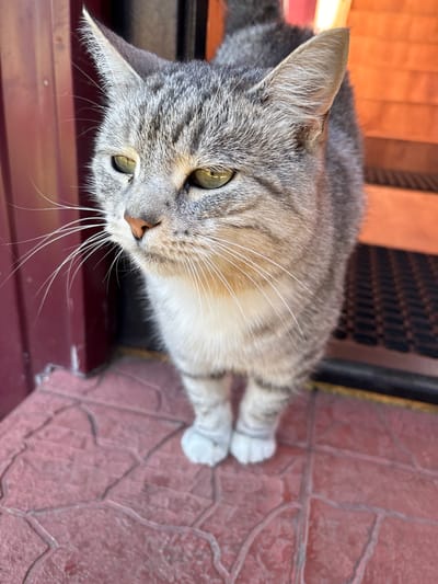 A close-up, eye-level, outdoor shot features a tabby cat with green eyes standing on a red, textured tile surface, possibly a porch or walkway. The cat, facing slightly to the left, has gray and white fur with distinctive tabby markings and prominent white whiskers. To the left of the cat is a dark red, possibly wooden, door or frame. Behind the cat, out of focus, is an orange-colored surface with horizontal lines, suggesting a door or wall. The ground appears to be made of red tiles with a pattern of indentations. The lighting suggests it is daytime, with sunlight illuminating the cat's face and fur.
