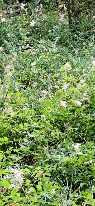 The image depicts a densely vegetated area with numerous green plants and white flowers. The vegetation appears to be a mix of tall grasses and leafy plants with clusters of small white blossoms. The scene is naturalistic, suggesting an outdoor environment, possibly a field or woodland edge. There are no visible structures, pathways, or human presence within the frame. The lighting indicates it is daytime, with natural light filtering through the foliage. This scene is located in Saula, Estonia.