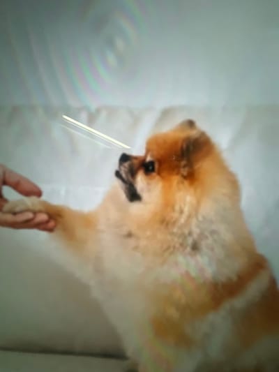 A light brown and white Pomeranian dog is seen lying down on a white surface. The dog's head is turned slightly to the left, and its dark eyes are visible. A hand is holding the dog's paw. The dog appears to be resting or relaxing, and the scene has a calm, gentle tone. There is a long streak of light on the left side of the image.