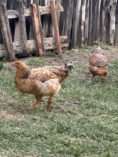 Two chickens are captured in an outdoor, angled overhead shot, likely foraging on the ground in Kiganjo, Kenya. The foreground features a large, light brown and speckled chicken with darker brown markings, facing towards the left side of the frame with its head slightly lowered, as if pecking at the ground. Its legs are visible, suggesting movement. Further back and slightly to the right, a second, smaller chicken of similar coloration is visible, also appearing to be walking or pecking.

The setting consists of a rustic environment. To the left, a weathered wooden fence constructed from rough logs and planks runs vertically through the image. The ground beneath the chickens is a mix of sparse green grass, drier yellowish-green patches, and bare, light brown earth. The lighting indicates a bright daytime scene. There is no visible text in the image.