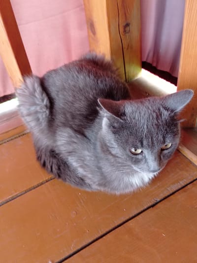 A gray cat with light yellow eyes sits curled up on a wooden porch. The cat is facing the viewer, with its head turned slightly to the right. Its fur is long and fluffy, and it has white markings on its chest and chin. The porch is made of wooden planks, and the background consists of pink curtains and wooden posts. The scene appears to be outdoors, possibly on a balcony or deck. The image was taken in the city of Degtyarsk, Russia.