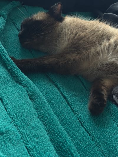 The image shows a close-up, high-angle shot of a Siamese cat sleeping on a teal-colored fuzzy blanket. The cat is lying on its side with its head resting on the blanket, and its body is partially visible. The fur of the cat is a mix of brown and cream colors, with darker points on its face and ears. The blanket has a ridged texture, and the lighting creates shadows that highlight the cat's features. The image does not provide any information about the location in the city of Япрыково, Russia.