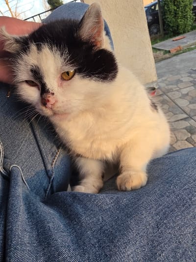 A black and white cat is depicted sitting on the lap of an individual clad in blue denim jeans. The scene occurs outdoors or in a semi-enclosed outdoor space within Staliyska mahala, Bulgaria.
The cat, the primary subject, exhibits predominantly white fur with distinct black patches. A prominent black marking covers the left side of its head (from the viewer's perspective), extending over the left ear, around the left eye, and partially onto the forehead. Smaller black markings are scattered elsewhere on its body, particularly visible on the right side of its face and body. The cat possesses amber-colored eyes, with the left eye appearing partially closed. Its pink nose features a reddish mark on the left side. The cat's front paws are positioned on the denim-clad leg.
A human hand, likely belonging to the individual whose lap the cat occupies, is partially visible on the left side of the image, positioned near the cat's head. The person's lower body is covered by blue denim jeans, showing visible stitching and fabric texture.
The background reveals a light-colored, possibly tiled or paved ground surface to the right of the cat. Beyond this, a light-colored, textured wall or pillar is visible. Further in the background, green foliage (possibly a bush) and a dark-colored vehicle are discernible. The scene is illuminated by natural light, casting warm tones.