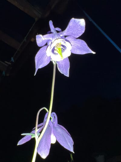 This image depicts two purple columbine flowers against a dark background. The upper flower is in full bloom, showing its intricate structure with delicate petals and a white center. The lower flower appears to be a bud or a less developed bloom, hanging downwards. The background suggests an outdoor setting, possibly a garden, with some blurred wooden structures and a thin blue line visible at the top right, possibly a wire or a railing. The lighting is dramatic, with the flowers illuminated from below or the side, creating strong contrasts and highlighting their vibrant color. The scene is devoid of any human presence or activity. The specific location within Angarskie Khutora, Russia, cannot be determined from the visual information provided.