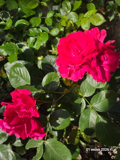 A close-up photograph captures two vibrant fuchsia or bright red roses in full bloom, nestled among lush green foliage. The dominant subjects are the two large roses, with the upper one being more prominent and fully open, and the lower one partially visible and slightly out of focus. A small, dark insect, possibly a fly, can be seen resting on the petals of the top rose.
The scene is an outdoor garden or natural setting, filled with numerous green leaves, some showing lighter hues from direct sunlight, while others are in shadow, creating depth. Sunlight illuminates the flowers and leaves, casting distinct shadows and highlighting the texture of the rose petals and leaf veins. The overall impression is one of natural beauty and vitality.
Notable details include the bright, sunny weather, indicated by the strong illumination and shadows. The time of day appears to be during daylight hours. In the upper right corner of the image, vertically aligned, there is white text that reads "01 июня 2026 г.", translating to "June 01, 2026." There are no human subjects or specific activities beyond the natural state of the plants. The image conveys a sense of tranquility and the rich colors of nature.