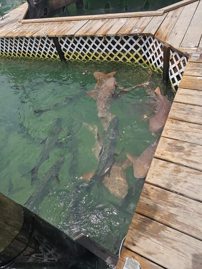 An aerial view captures a scene in Islamorada, Florida, USA, where several nurse sharks are swimming in a shallow, clear, turquoise body of water. The sharks are brown and their bodies are visible beneath the surface of the water. The water is contained within a wooden structure, with a white lattice fence visible along the edge. A wooden dock surrounds the water, with planks running parallel to the edge. The dock is weathered and shows signs of age, with some areas appearing darker and wet. The water is calm, with only minor ripples visible. The sunlight creates reflections on the surface of the water. The overall impression is of a well-maintained aquatic enclosure, possibly a research facility or a tourist attraction.