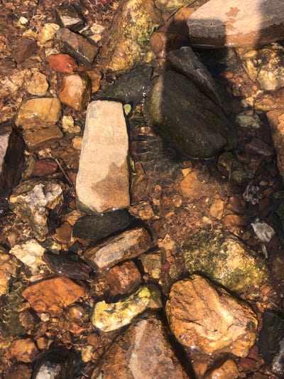 The image displays a close-up, overhead view of a shallow, rocky stream bed, likely in Ashata, Nigeria, given the context. The water is clear, revealing a variety of stones of different shapes, sizes, and colors, including reddish-brown, grey, and light tan. Some of the rocks are smooth and rounded, while others are rough and angular. There are patches of algae or moss on some of the submerged rocks, giving them a greenish hue. The lighting suggests it is daytime, with sunlight reflecting off the water's surface and highlighting the textures of the rocks. No people or animals are visible in the image. The environment is natural, characterized by the stream and the stones that form its bed.
