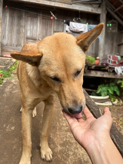 A tan, short-haired dog licks a person's hand. The dog's eyes are mostly closed. Its ears stand upright. The person's hand is slightly out of focus. The background features an old wooden structure, possibly a porch or part of a house, and some greenery. The surface the dog is sitting on appears to be concrete or a similar outdoor surface.