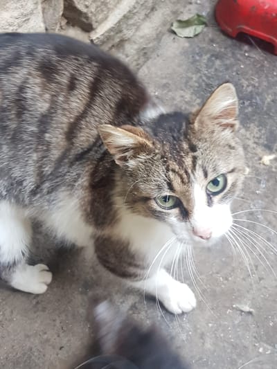 A domestic cat with tabby and white fur is positioned on a concrete surface, with a stone wall in the background. The cat is looking upwards, with its green eyes clearly visible. The environment appears to be outdoors, possibly in a courtyard or alleyway in Lomets, Bulgaria. There are no people visible in the image, and no discernible actions or interactions are taking place, other than the cat's posture and gaze. The scene is illuminated by natural light.