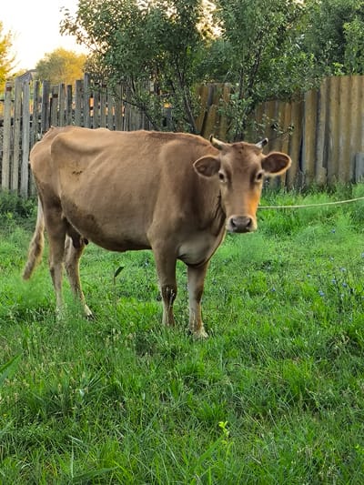A light brown cow stands in a grassy field with a wooden fence and a corrugated metal fence in the background. The cow is facing the camera and appears to be looking at the viewer. The grass is tall and green, with some small blue flowers scattered throughout. The sky is visible at the top of the image, with some trees and foliage in the distance. The scene is likely a rural or semi-rural setting.