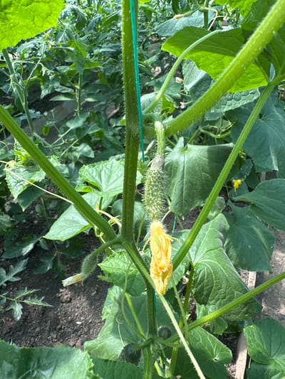 In Pîrlița, Moldova, a young cucumber plant is growing, supported by green stakes. A small, spiny cucumber is visible, along with a yellow cucumber blossom. The plant has large, green leaves and a fuzzy stem. The background shows more greenery and dark soil.