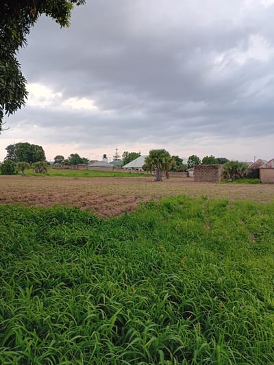 The image depicts a scene in Barakin Angundi, Nigeria. In the foreground, a dense field of tall green grass occupies the lower half of the frame. Behind this, a section of dry, tilled farmland is visible, characterized by rows of soil. In the mid-ground, several structures are present, including a small brick building, and various houses with corrugated iron roofs. A water tower is also visible in the distance. Palm trees and other trees are scattered throughout the landscape, with a larger tree in the upper left corner. The sky is overcast with dark, heavy clouds. The scene appears to be a rural or semi-rural residential area with agricultural land. There are no people or animals visible in the image.