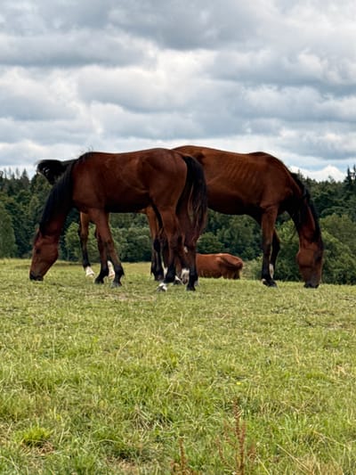 A group of horses graze in a grassy field in the city of Galinė, Lithuania. The sky is overcast with gray clouds. In the background, a dense forest of green trees lines the horizon. The horses are various shades of brown. Two adult horses are in the foreground, facing left and grazing. A third, smaller horse is visible in the middle ground, also grazing. The grass in the field is a mix of green and dry stalks.