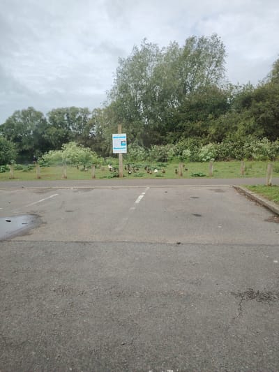 This image depicts an outdoor scene at Ferry Meadows Country Park in Peterborough, United Kingdom, under an overcast sky.
In the immediate foreground, a grey asphalt surface, indicative of a parking area or access road, occupies the lower half of the frame. It features partially visible white painted lines marking parking bays on both the left and right sides. A distinct puddle of water is present on the asphalt on the left, with smaller dark stains scattered across the surface.
Separating the paved area from the background is a strip of mown green grass. Along the edge of this grass strip, five weathered wooden bollards or posts are irregularly spaced. On the right side of this grassy area, a tall wooden post supports a blue interpretive sign with white text. The sign prominently displays "FERRY MEADOWS" at the top and includes text advising "DO NOT FEED THE WILDLIFE," specifically mentioning the harmful effects of bread on ducks.
Clustered on the grass, primarily towards the center-right, are approximately 15-20 ducks and geese of various brown, grey, and white plumages. One bird is notably predominantly white, and another displays a prominent white patch on its tail. These birds appear to be resting or foraging. Among them are several large-leafed green plants.
In the far left of the midground, near the water's edge, a lone individual in dark clothing is partially visible, standing or observing. Beyond the grassy area and the birds, a body of water is discernible. The background is dominated by a dense line of mature trees and varied green foliage, extending across the entire horizon. The sky is uniformly light grey with soft cloud formations, indicating an overcast condition.