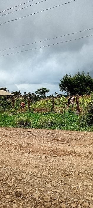 The scene depicts a rural landscape in Gatakaine, Kenya, under an overcast sky. In the immediate foreground, a rough, unpaved dirt road, composed of light brown soil and various sizes of scattered rocks and gravel, extends across the width of the frame. Beyond the road, a rudimentary fence constructed from wooden posts and horizontal strands (possibly wire or string) delineates a cultivated area. Behind this fence, a field of green agricultural crops, consistent with young maize plants, occupies the midground. Two domestic cattle are visible within this field: a reddish-brown and white cow is positioned on the left, partially obscured by the foliage, and a black and white spotted cow is on the right, also partially obscured, both appearing to graze. To the far left, behind the fence and vegetation, a structure with a light-colored roof is partially visible. The background consists of dense green trees and shrubs. Overhead, multiple parallel utility lines traverse the upper portion of the frame against a heavily clouded, grey sky. No individuals are present.
