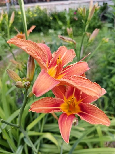The image displays two vibrant orange lilies in full bloom, set against a lush green backdrop of foliage. The lilies are the primary subjects, with their petals unfurling and revealing their golden centers. Several lily buds are also visible, suggesting the plant is in its prime blooming season. The scene is set outdoors, likely in a garden given the presence of other plants and the natural light. The time of day appears to be daytime, with bright, diffused light casting soft shadows. The weather seems pleasant, conducive to outdoor flowering. The location context of Lagovskoe, Russia, suggests a temperate climate where such flowers would thrive. There is no visible text in the image. The overall impression is one of natural beauty and the vitality of summer blooms.